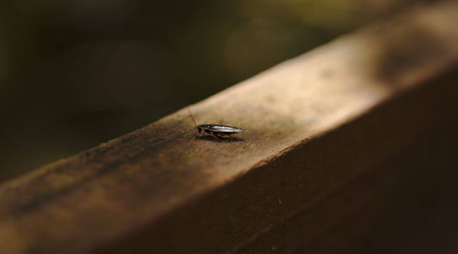 Why choose Canton Bee Hive Relocation for bee hive relocation in Canton